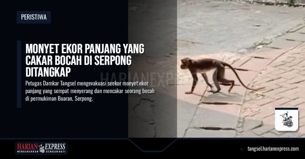 Monyet Ekor Panjang Cakar Bocah di Serpong Ditangkap