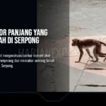 Monyet Ekor Panjang Cakar Bocah di Serpong Ditangkap