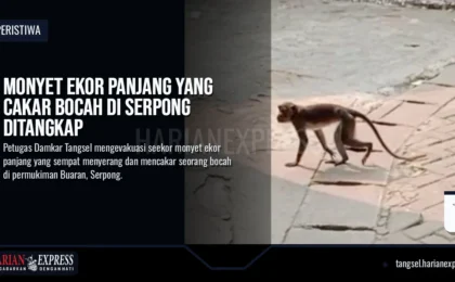 Monyet Ekor Panjang Cakar Bocah di Serpong Ditangkap