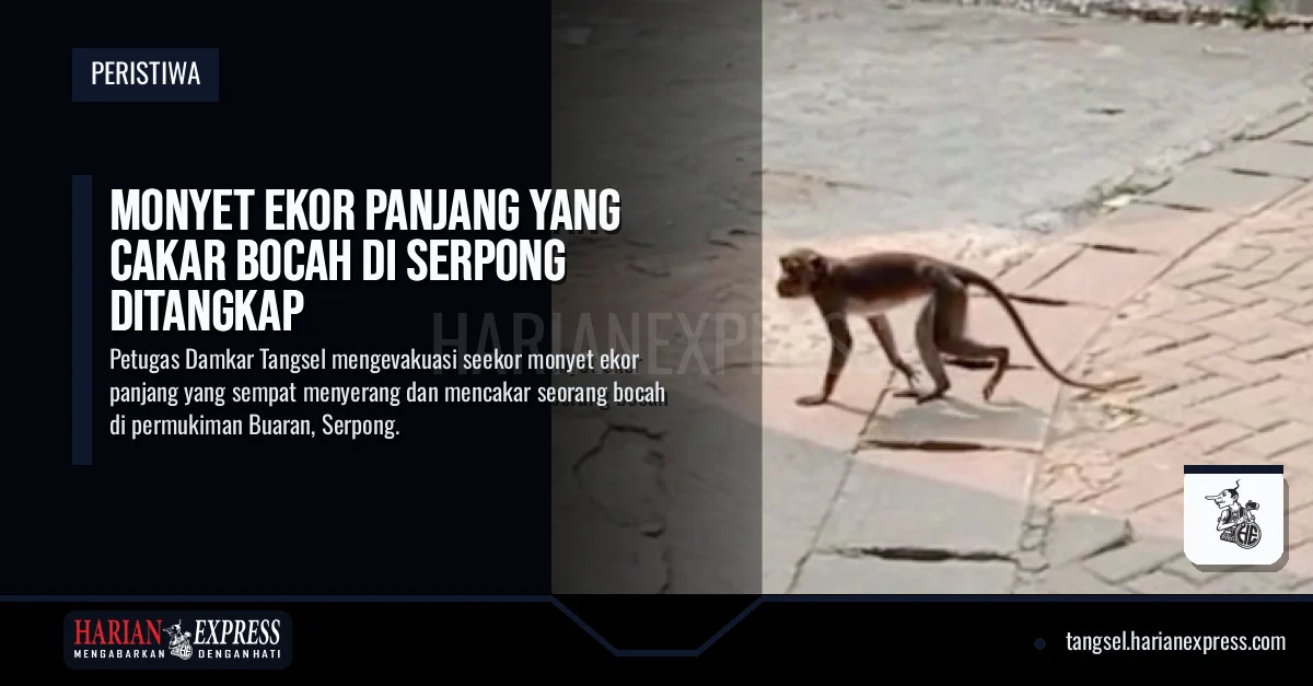 Monyet Ekor Panjang Cakar Bocah di Serpong Ditangkap